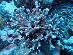 Porites nigrescens