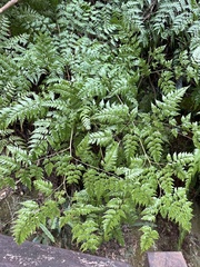Davallia formosana