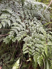 Davallia formosana