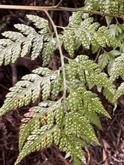 Davallia formosana