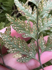 Davallia formosana