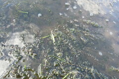 Hydrilla verticillata