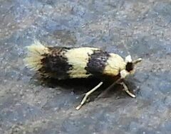 Stigmella macrocarpae