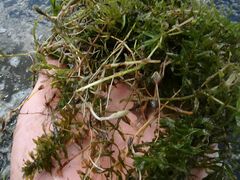 Hydrilla verticillata