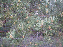 Pinus sylvestris