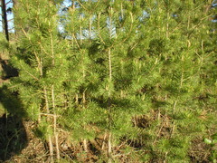 Pinus sylvestris