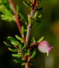Erica parviflora