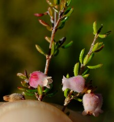 Erica parviflora