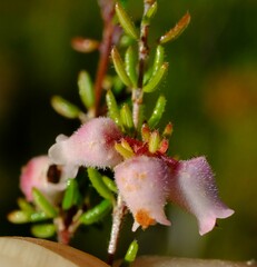 Erica parviflora