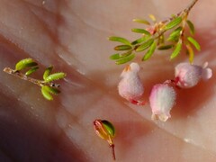 Erica parviflora