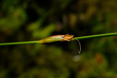 Chrysitrix junciformis