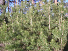 Pinus sylvestris