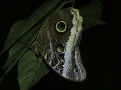 Caligo atreus