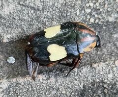 Pedinorrhina trivittata
