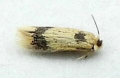 Stigmella macrocarpae