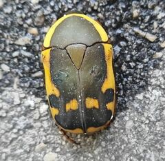 Pachnodella impressa