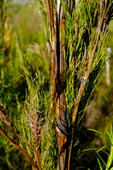Restio quadratus