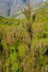 Restio quadratus