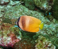 Chaetodon kleinii