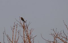 Merops superciliosus