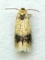 Stigmella macrocarpae