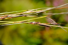 Schoenus gracillimus