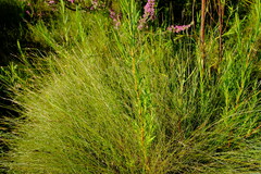 Schoenus gracillimus