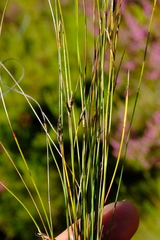 Schoenus gracillimus