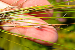 Schoenus gracillimus