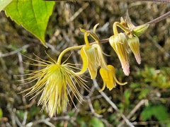 Clematis leschenaultiana