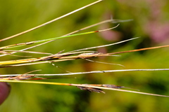 Schoenus gracillimus