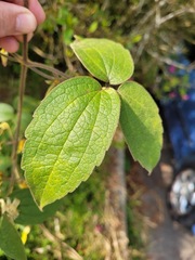 Clematis leschenaultiana