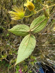 Clematis leschenaultiana