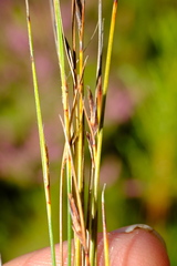 Schoenus gracillimus