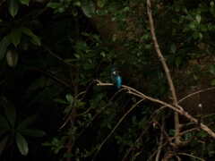 Alcedo atthis bengalensis