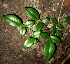 Pandorea jasminoides