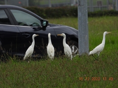 Bubulcus ibis coromandus