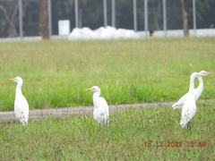 Bubulcus ibis coromandus