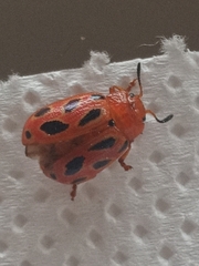 Stilodes duodecimmaculata