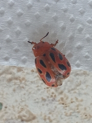 Stilodes duodecimmaculata