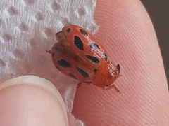 Stilodes duodecimmaculata