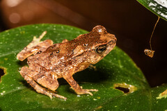Ingerophrynus divergens