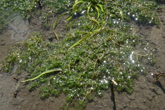 Callitriche hermaphroditica