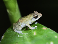 Diasporus diastema