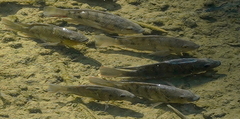 Oreochromis mossambicus