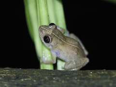 Diasporus diastema