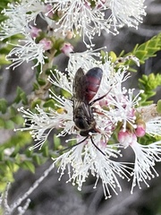 Parasphecodes