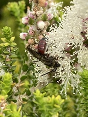 Parasphecodes