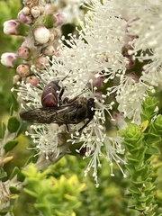 Parasphecodes