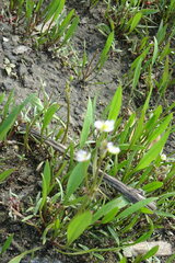 Alisma gramineum